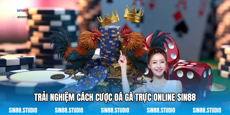 Cách Cược Đá Gà Trực Online - Chinh Phục Sới Gà Mạng 2 Trải nghiệm Cách Cược Đá Gà Trực Online Sin88